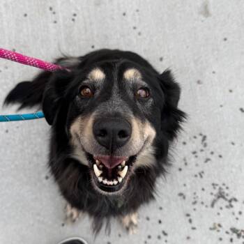 Mixed Breed Dogs Available for Adoption - Maye | PetCurious