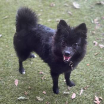 Pomeranian Dogs Available for Adoption in Garland, Texas - Bonnet | PetCurious