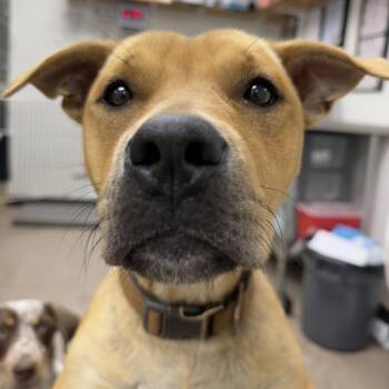 Billy Ray Jr -  Terrier Dog for Adoption in Birmingham, Alabama - Billy Ray Jr | PetCurious