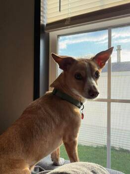 Chihuahua Dogs Available for Adoption in Duluth, Minnesota - Cosmo | PetCurious