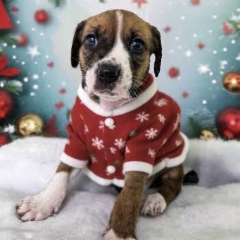 Rescue Redbone Coonhound Dogs for Adoption in Newport, Tennessee - Peppermint Patty (Light Pink Collar) | PetCurious