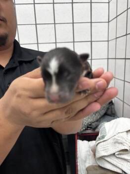 pup 2 -  Mixed Breed Dog for Adoption in El Paso, Texas - Pup 2 | PetCurious