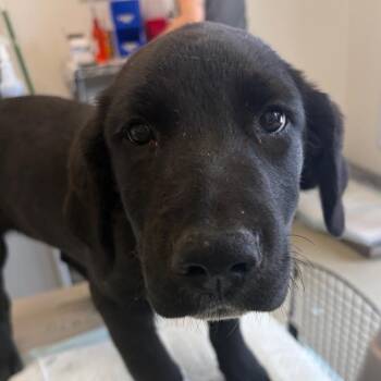 Sweet Baby Ray -  Catahoula Leopard Dog and Mixed Breed Dog for Adoption in Nashville, Tennessee - Sweet Baby Ray | PetCurious