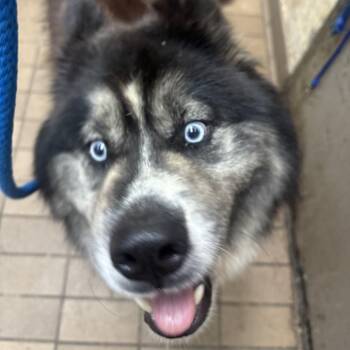 Newton -  Alaskan Malamute Dog for Adoption in Birmingham, Alabama - Newton | PetCurious