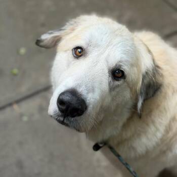 Fawn -  Mixed Breed Dog for Adoption in Asheville, North Carolina - Fawn | PetCurious