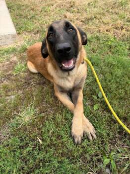Rupert -  Shepherd Dog for Adoption in Hillside, Illinois - Rupert | PetCurious
