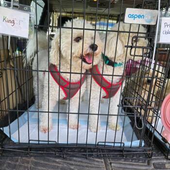 Jinx  (Prince) -  Bichon Frise Dog for Adoption in Spring, Texas - Jinx  (Prince) | PetCurious