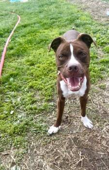 Boxer and Pit Bull Terrier Dogs Available for Adoption in New Cumberland, West Virginia - Charlie | PetCurious