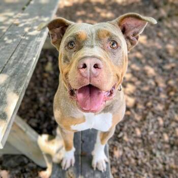Spring -  Pit Bull Terrier Dog for Adoption in Oakland, California - Spring | PetCurious