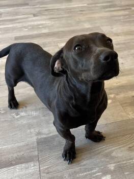 Cali -  Dachshund and Pit Bull Terrier Dog for Adoption in Fort Collins, Colorado - Cali | PetCurious