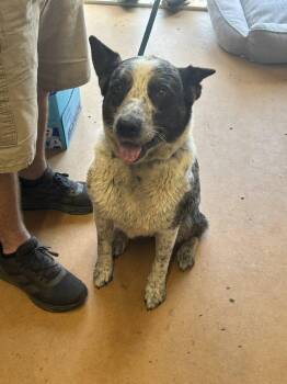 Australian Cattle Dog Blue Heeler Dogs Available for Adoption in Parrish, Florida - River | PetCurious