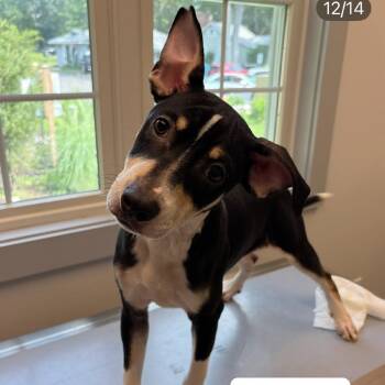 Jimmy -  Terrier and Hound Dog for Adoption in Calverton, New York - Jimmy | PetCurious
