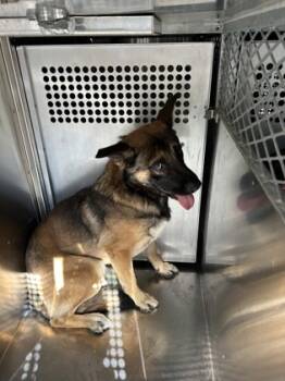 Rescue German Shepherd Dog and Mixed Breed Dogs for Adoption in Fort Worth, Texas - 59834096 | PetCurious