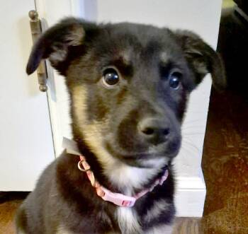Rottweiler and Shepherd Dogs Available for Adoption - Lilly Ann (AO35885) | PetCurious