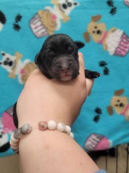 Rapunzel -  Labrador Retriever and Border Collie Dog for Adoption in Republic, Missouri - Rapunzel | PetCurious