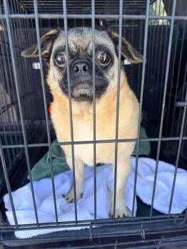 Winnie -  Pug Dog for Adoption in Eagle, Idaho - Winnie | PetCurious