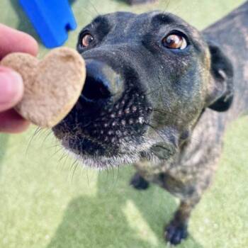 Nina -  Dutch Shepherd Dog for Adoption in Glendale, Arizona - Nina | PetCurious