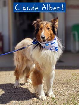 Shetland Sheepdog Sheltie Dogs Available for Adoption in Walthill, Nebraska - Claude  | PetCurious