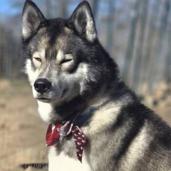 Siberian Husky Dogs Available for Adoption - King  | PetCurious