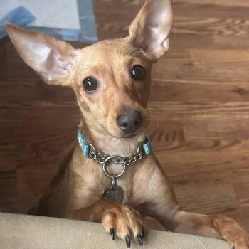 Chihuahua and Miniature Pinscher Dogs Available for Adoption in Marshall, Virginia - Alabama | PetCurious