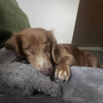 Petey Wheatie -  Dachshund and Mixed Breed Dog for Adoption in Buffalo, Minnesota - Petey Wheatie | PetCurious