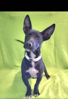 Xoloitzcuintli Mexican Hairless and Chihuahua Dogs Available for Adoption - Sully | PetCurious