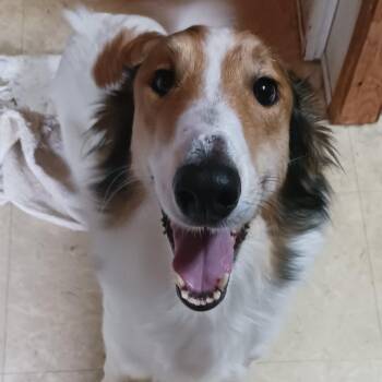 Khalie D11522 -  Collie Dog for Adoption - Khalie D11522 | PetCurious