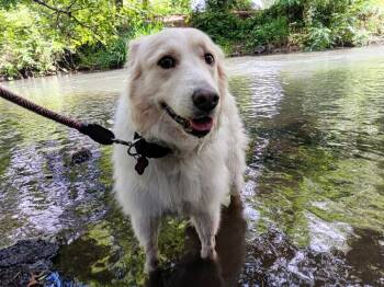 Maisy -  Great Pyrenees and Golden Retriever Dog for Adoption in Richmond, Texas - Maisy | PetCurious