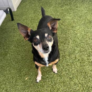 Rescue Manchester Terrier and Mixed Breed Dogs for Adoption in Titusville, Florida - Chanel | PetCurious