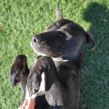 Diamond (Dezi) -  Pit Bull Terrier and Mixed Breed Dog for Adoption in Abilene, Texas - Diamond (Dezi) | PetCurious