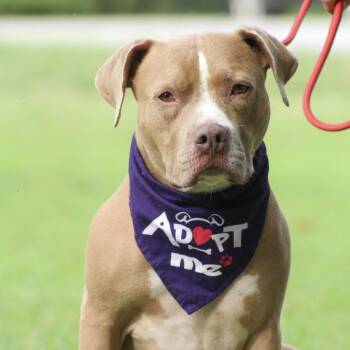 Kira -  Pit Bull Terrier Dog for Adoption in Columbia, South Carolina - Kira | PetCurious
