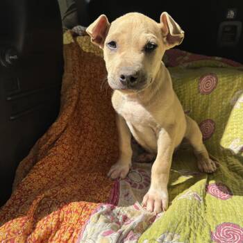Black Mouth Cur and Boxer Dogs Available for Adoption in Newborn, Georgia - BRIGGS | PetCurious