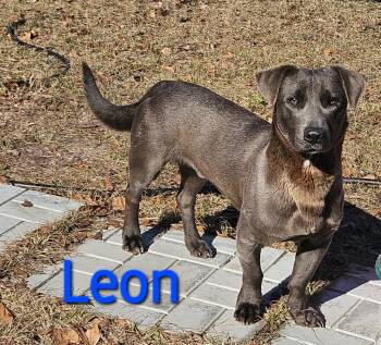 Rescue Labrador Retriever Dogs for Adoption in Hartsville, South Carolina - Leon | PetCurious
