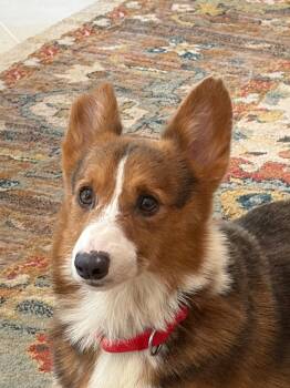 JIMMY DEAN -  Corgi Dog for Adoption in Crossville, Tennessee - JIMMY DEAN | PetCurious