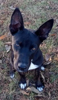 Rescue Australian Shepherd Dogs for Adoption in Fort Wayne, Indiana - Onyx | PetCurious