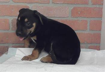 A2087633 -  Staffordshire Bull Terrier and Mixed Breed Dog for Adoption in Houston, Texas - A2087633 | PetCurious