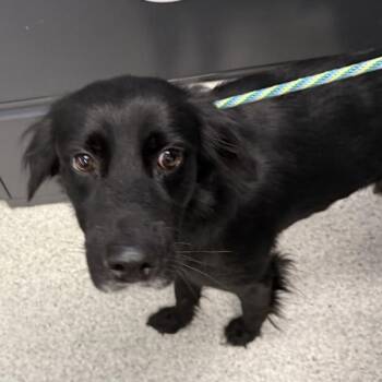 Rudy -  Labrador Retriever and Border Collie Dog for Adoption in Des Moines, Iowa - Rudy | PetCurious