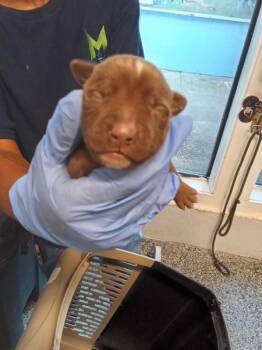 Bumblebee -  Pit Bull Terrier Dog for Adoption in Mobile, Alabama - Bumblebee | PetCurious