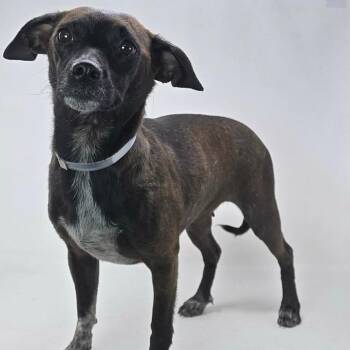 FOSTER NEEDED - Hazel -  Chihuahua and Dachshund Dog for Adoption - FOSTER NEEDED - Hazel | PetCurious