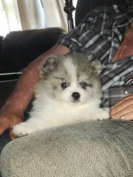 Lilly -  Pomeranian Dog for Sale in Neosho, Missouri - Lilly | PetCurious