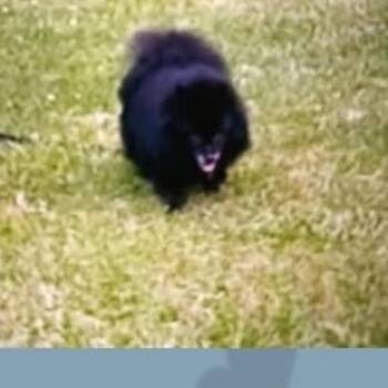 Jade -  Mixed Breed Dog for Adoption in Asheville, North Carolina - Jade | PetCurious