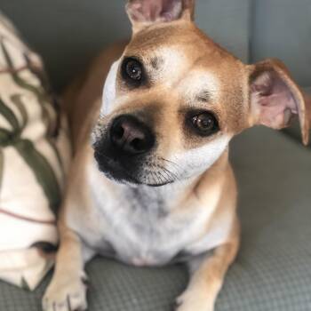 Puggle and Terrier Dogs Available for Adoption in Magnolia Springs, Alabama - Emmy | PetCurious