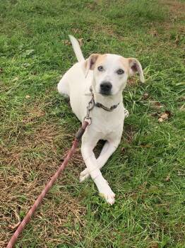 Rescue Pointer and Pit Bull Terrier Dogs for Adoption in Towanda, Pennsylvania - Lil | PetCurious