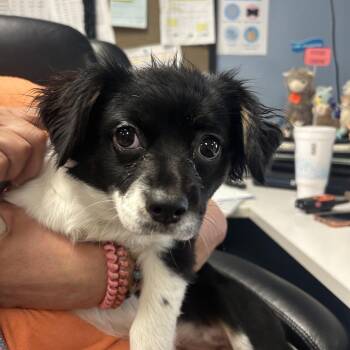 Mixed Breed Dogs Available for Adoption in Saint Joseph, Missouri - Gamble | PetCurious