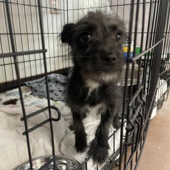 Wookie -  Terrier Dog for Adoption in Flagstaff, Arizona - Wookie | PetCurious