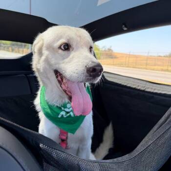 Rocky -  Great Pyrenees Dog for Adoption in Dallas, Texas - Rocky | PetCurious
