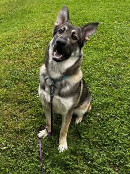 Manny -  German Shepherd Dog Dog for Adoption in Honesdale, Pennsylvania - Manny | PetCurious