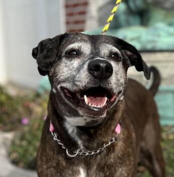 Terrier and Boxer Dogs Available for Adoption - Harley | PetCurious