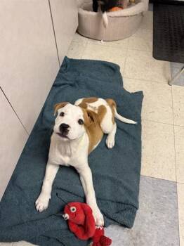 Pit Bull Terrier and Mixed Breed Dogs Available for Adoption in Brewster, Massachusetts - SAWYER | PetCurious