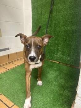 Sahara -  Terrier and Mixed Breed Dog for Adoption in Gainesville, Florida - Sahara | PetCurious